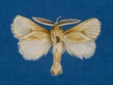 Mountelgonia arcifera